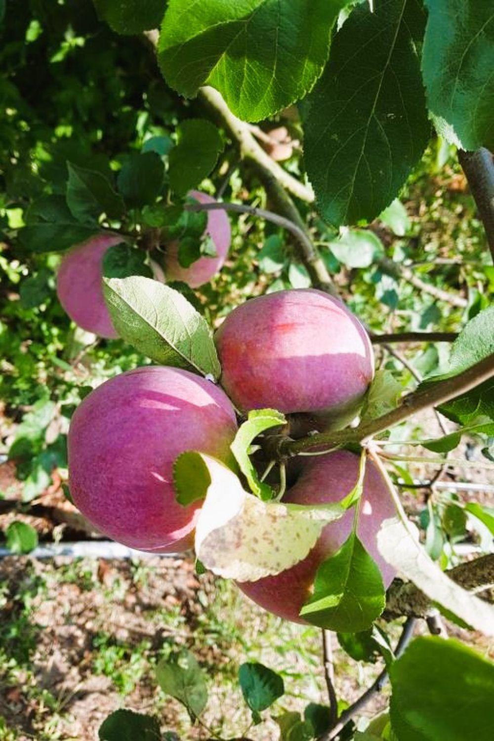 Olszyna Pod Brzoza Villa Exteriör bild
