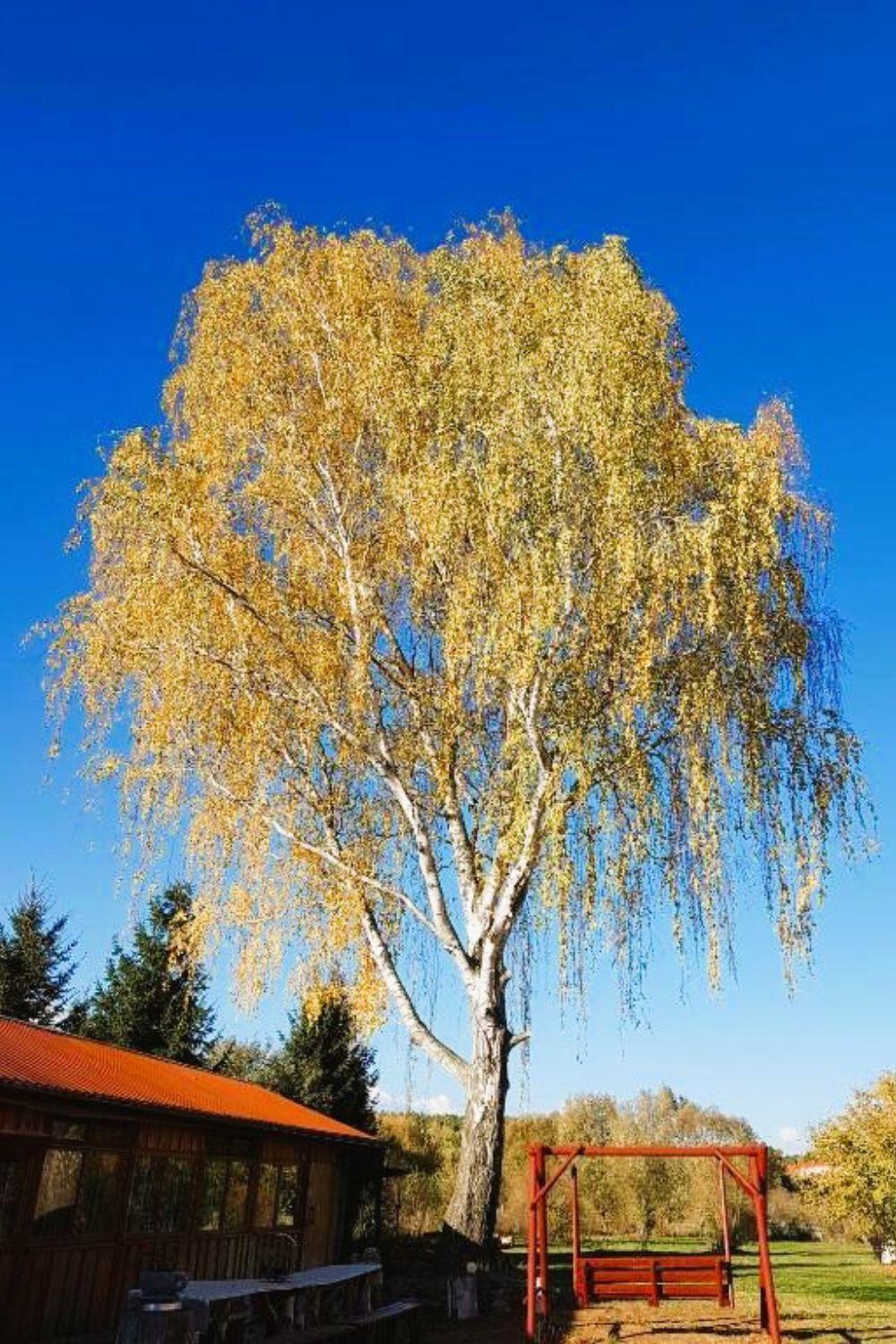 Olszyna Pod Brzoza Villa Exteriör bild